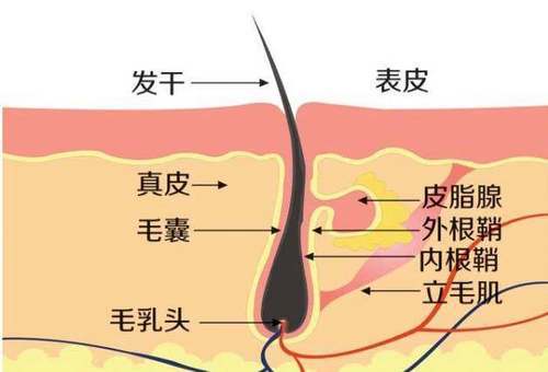 植发费用高低不一，多少钱算合理！